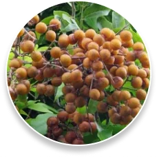 Saponins — ingredient in ProstaPure Advantage